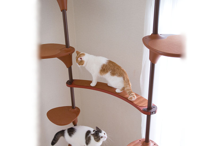 cat tree forest