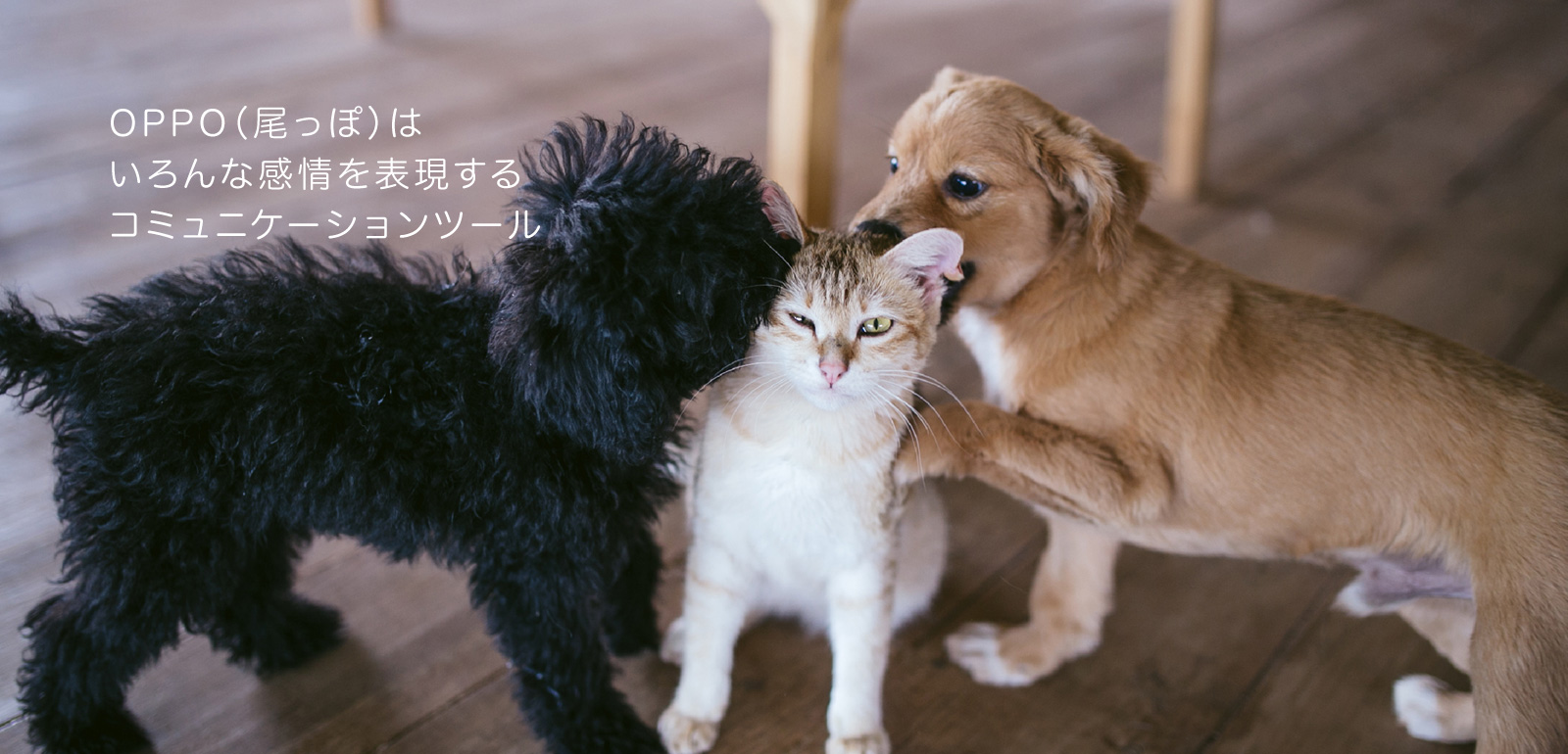 OPPO（尾っぽ）はいろんな感情を表現するコミュニケーションツール